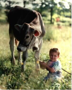 Calf and boy