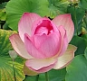 lotus