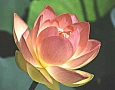 lotus