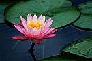 lotus